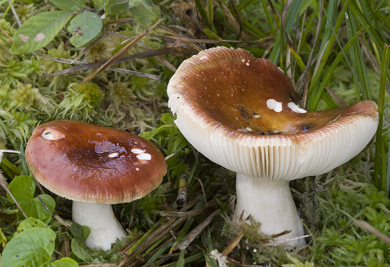 Russula subrubens